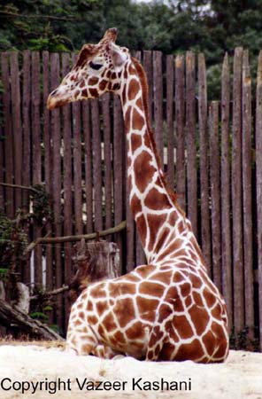 Giraffe