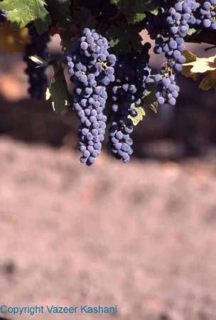 Grapes